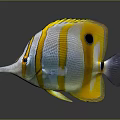 Colorful Butterflyfish With Yellow Stripes Pointed Snout Black Spot And Orange Eyes On Dark Background
