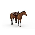 Brown Horse Standing With Saddle And Equipment On White Background