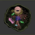 Detailed 3D Cell Structure with Colorful Organelles and Microscopic Hair Like Cilia