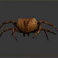 Brown Spider With Large Body And Textured Legs On Gray Gradient Background