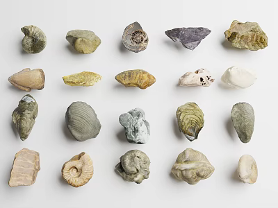 Various Animal Fossil Shell Types in Collection Display With Different Shapes 3d model