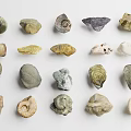 Various Animal Fossil Shell Types in Collection Display With Different Shapes 3d model