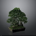 Bonsai Plant With Lush Green Leaves Thick Trunk And Moss In Square Pot