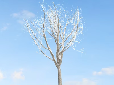 Scenic Leafless Tree With White Covering On Branches Against Blue Sky And White Clouds 3d model