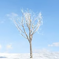 Scenic Leafless Tree With White Covering On Branches Against Blue Sky And White Clouds