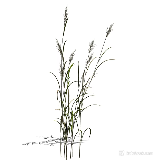 Tall Green Ornamental Grass With Slender Stems And Feathery Plumes In Garden 3d model 