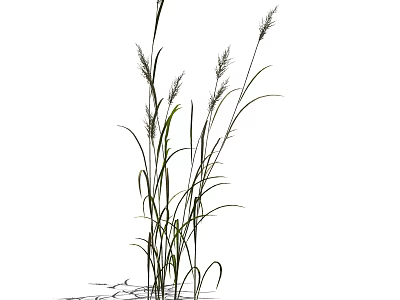 Tall Green Ornamental Grass With Slender Stems And Feathery Plumes In Garden 3d model