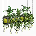 Lush Green Hanging Basket Plants With Cascading Vines And Decorative Bulbs