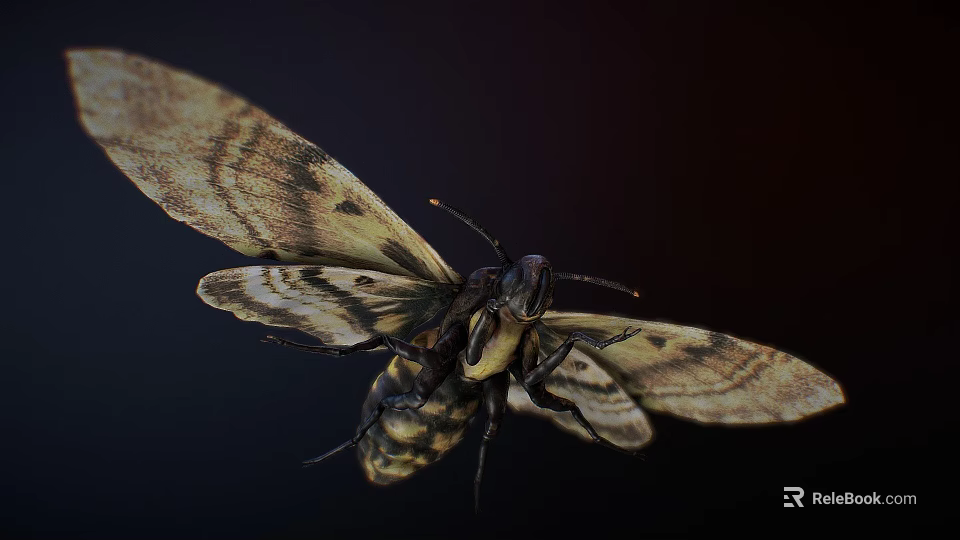 Detailed Moth With Intricate Patterned Wings Flying Against Black Background 3d model 
