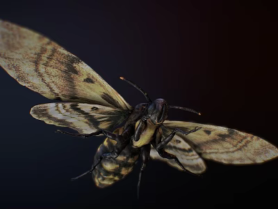 Detailed Moth With Intricate Patterned Wings Flying Against Black Background 3d model