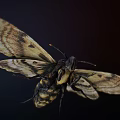 Detailed Moth With Intricate Patterned Wings Flying Against Black Background 3d model