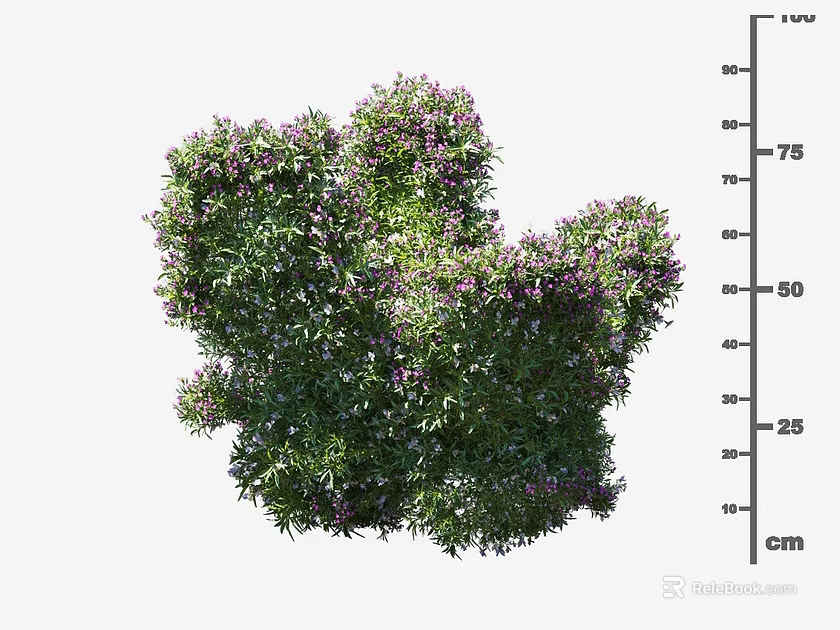 Lush Green Shrub With Purple Flowers And Approximate Height Of 75 Cm 3d model 