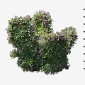 Lush Green Shrub With Purple Flowers And Approximate Height Of 75 Cm