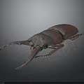Reddish Purple Stag Beetle With Large Shiny Pincers On Dark Background