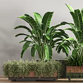 Large Leafy Potted Plants with Broad Green Foliage in Wooden Planters for Indoor Decor