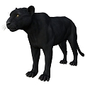 Leopard Black Leopard Leopard Leopard Puma Asian Golden Cat Stone Cat Cloud Cat Serval African Golden Cat Jungle Cat Thin Waist Cat Short Tail Cat Joe's Tiger Cat 3d model