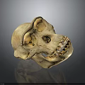 Detailed Natural Animal Skull Anatomical Organ With Eye Sockets And Teeth Structure