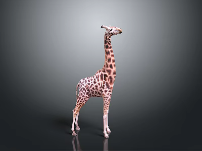 Realistic Standing Giraffe With Brown Spots On Gray Background 3d model