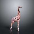 Realistic Standing Giraffe With Brown Spots On Gray Background