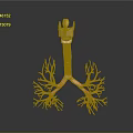 Human Respiratory System 3D Anatomical Model With Trachea And Bronchial Tree Structure 3d model
