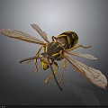 Detailed View Of Wasp With Spread Wings And Yellow Black Stripes On Dark Background