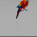 Red Parrot With Colorful Red Yellow Blue Feathers And White Beak On Gray Background