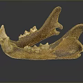 Brown Animal Mandible With Sharp Teeth And Skeletal Structure On Dark Background With Reflection