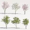 Different Types of Trees with Pink White Blooms and Green Foliage