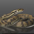 Coiled Brown And Black Patterned Snake With Yellow Eyes On Shiny Surface