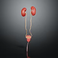 Detailed Human Urinary System Anatomy With Kidneys Ureters And Bladder