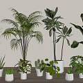 Indoor Decorative Bonsai Potted Plants With Various Green Foliage In White Ceramic Pots