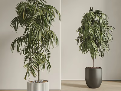 Tall Leafy Potted Plants in White Textured and Dark Gray Pots for Indoor Modern Decor 3d model