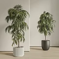 Tall Leafy Potted Plants in White Textured and Dark Gray Pots for Indoor Modern Decor