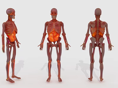 Human Organ System Anatomical Structure 3D Models With Front Side And Back Views 3d model