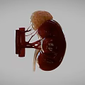 Sci Fi Game Character Anatomical 3D Kidney Model With Red Vessels Design 3d model