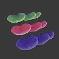 Colorful Bean Shaped Paramecium Animals With Green Red Purple Ciliated Bodies