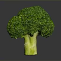 Fresh Green Broccoli with Tree Like Shape and White Stem on Gray Background 3d model