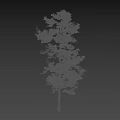 Tall Arbor With Golden Leaves Slender Trunk And Silhouette Of Person Against Dark Background