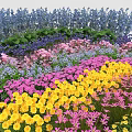 Vibrant Mixed Garden Flowers With Yellow Pink Purple Blue Blooms And Green Foliage