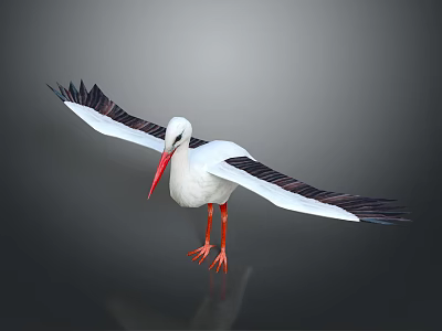 White Stork With Black Wings Red Beak And Red Legs Spreading Wings 3d model