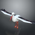 White Stork With Black Wings Red Beak And Red Legs Spreading Wings