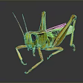 grasshopper insect cartoon locust animation locust anime locust anime game character 3d model