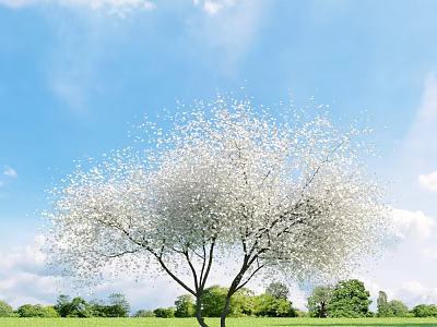 Blooming White Blossom Tree In Lush Green Grass Under Vibrant Blue Sky 3d model