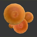 Fresh Orange Mushrooms of Various Sizes Stacked Together Against Dark Background