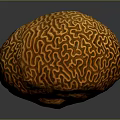 Vibrant Orange Aquatic Creature With Intricate Brain Like Patterns In Ocean Habitat