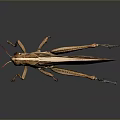 Realistic Brown Grasshopper With Red Antennae Body Patterns And Long Legs On Dark Background