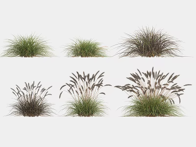 Ornamental Grasses Collection Featuring Various Types With Green Dark Foliage And Feathery Plumes 3d model