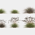 Flowers and Grass Miscanthus Grass Landscape Grass Weeds Dead Grass Wild Grass 3d model