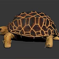 Orange and Black Patterned Tortoise with Red Eyes on Black Reflective Surface 3d model