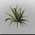 Green Fern Plant With Radiant Leaves And Slender Serrated Edges On Dark Background